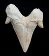 High Quality Otodus Fossil Shark Tooth #1746-1